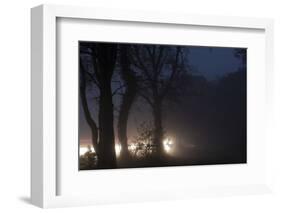 Fallow Deer (Dama Dama) Crossing Rural Road Through Berkhamsted Common at Dusk-Ernie Janes-Framed Photographic Print