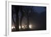 Fallow Deer (Dama Dama) Crossing Rural Road Through Berkhamsted Common at Dusk-Ernie Janes-Framed Photographic Print