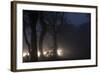 Fallow Deer (Dama Dama) Crossing Rural Road Through Berkhamsted Common at Dusk-Ernie Janes-Framed Photographic Print