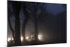 Fallow Deer (Dama Dama) Crossing Rural Road Through Berkhamsted Common at Dusk-Ernie Janes-Mounted Photographic Print