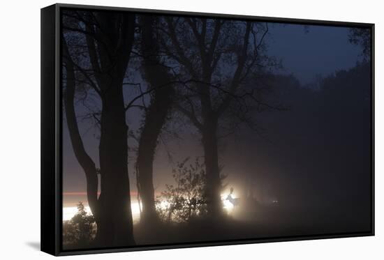 Fallow Deer (Dama Dama) Crossing Rural Road Through Berkhamsted Common at Dusk-Ernie Janes-Framed Stretched Canvas