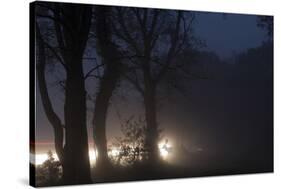 Fallow Deer (Dama Dama) Crossing Rural Road Through Berkhamsted Common at Dusk-Ernie Janes-Stretched Canvas