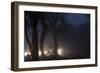 Fallow Deer (Dama Dama) Crossing Rural Road Through Berkhamsted Common at Dusk-Ernie Janes-Framed Photographic Print