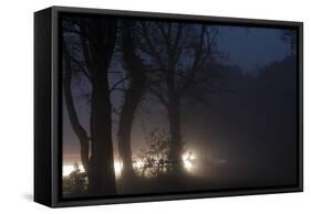 Fallow Deer (Dama Dama) Crossing Rural Road Through Berkhamsted Common at Dusk-Ernie Janes-Framed Stretched Canvas