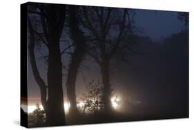 Fallow Deer (Dama Dama) Crossing Rural Road Through Berkhamsted Common at Dusk-Ernie Janes-Stretched Canvas