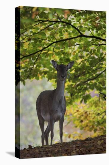 Fallow Deer (Dama Dama) Does Portrait, Klampenborg Dyrehaven, Denmark, October 2008-Möllers-Stretched Canvas