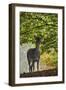 Fallow Deer (Dama Dama) Does Portrait, Klampenborg Dyrehaven, Denmark, October 2008-Möllers-Framed Photographic Print