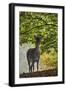 Fallow Deer (Dama Dama) Does Portrait, Klampenborg Dyrehaven, Denmark, October 2008-Möllers-Framed Photographic Print