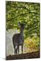 Fallow Deer (Dama Dama) Does Portrait, Klampenborg Dyrehaven, Denmark, October 2008-Möllers-Mounted Photographic Print