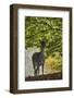 Fallow Deer (Dama Dama) Does Portrait, Klampenborg Dyrehaven, Denmark, October 2008-Möllers-Framed Photographic Print