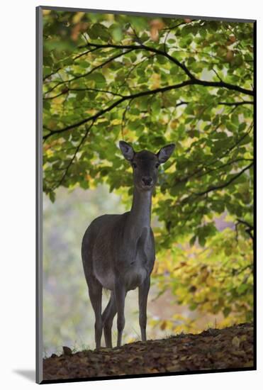 Fallow Deer (Dama Dama) Does Portrait, Klampenborg Dyrehaven, Denmark, October 2008-Möllers-Mounted Photographic Print