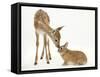 Fallow Deer (Dama Dama) Fawn and Sandy Netherland-Cross Rabbit-Mark Taylor-Framed Stretched Canvas