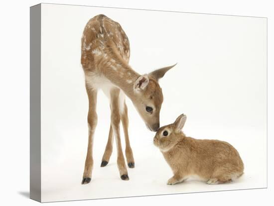 Fallow Deer (Dama Dama) Fawn and Sandy Netherland-Cross Rabbit-Mark Taylor-Stretched Canvas