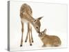 Fallow Deer (Dama Dama) Fawn and Sandy Netherland-Cross Rabbit-Mark Taylor-Stretched Canvas