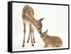 Fallow Deer (Dama Dama) Fawn and Sandy Netherland-Cross Rabbit-Mark Taylor-Framed Stretched Canvas