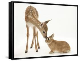Fallow Deer (Dama Dama) Fawn and Sandy Netherland-Cross Rabbit-Mark Taylor-Framed Stretched Canvas