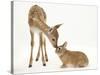 Fallow Deer (Dama Dama) Fawn and Sandy Netherland-Cross Rabbit-Mark Taylor-Stretched Canvas