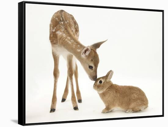 Fallow Deer (Dama Dama) Fawn and Sandy Netherland-Cross Rabbit-Mark Taylor-Framed Stretched Canvas