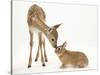 Fallow Deer (Dama Dama) Fawn and Sandy Netherland-Cross Rabbit-Mark Taylor-Stretched Canvas