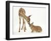 Fallow Deer (Dama Dama) Fawn and Sandy Netherland-Cross Rabbit-Mark Taylor-Framed Premium Photographic Print