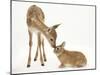 Fallow Deer (Dama Dama) Fawn and Sandy Netherland-Cross Rabbit-Mark Taylor-Mounted Premium Photographic Print