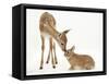 Fallow Deer (Dama Dama) Fawn and Sandy Netherland-Cross Rabbit-Mark Taylor-Framed Stretched Canvas