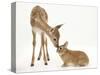 Fallow Deer (Dama Dama) Fawn and Sandy Netherland-Cross Rabbit-Mark Taylor-Stretched Canvas