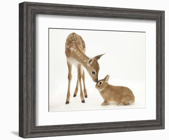 Fallow Deer (Dama Dama) Fawn and Sandy Netherland-Cross Rabbit-Mark Taylor-Framed Photographic Print