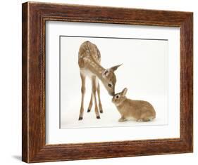 Fallow Deer (Dama Dama) Fawn and Sandy Netherland-Cross Rabbit-Mark Taylor-Framed Photographic Print