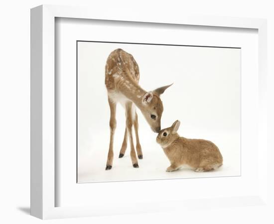 Fallow Deer (Dama Dama) Fawn and Sandy Netherland-Cross Rabbit-Mark Taylor-Framed Photographic Print