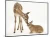 Fallow Deer (Dama Dama) Fawn and Sandy Netherland-Cross Rabbit-Mark Taylor-Mounted Photographic Print