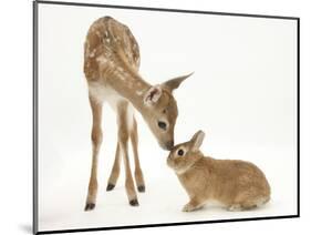 Fallow Deer (Dama Dama) Fawn and Sandy Netherland-Cross Rabbit-Mark Taylor-Mounted Photographic Print