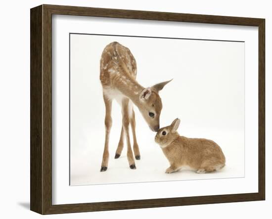 Fallow Deer (Dama Dama) Fawn and Sandy Netherland-Cross Rabbit-Mark Taylor-Framed Photographic Print