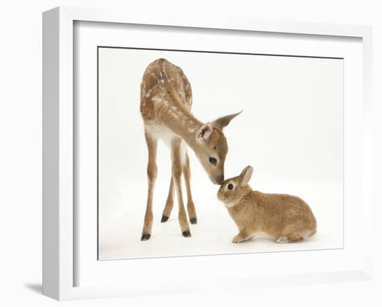 Fallow Deer (Dama Dama) Fawn and Sandy Netherland-Cross Rabbit-Mark Taylor-Framed Photographic Print