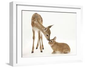 Fallow Deer (Dama Dama) Fawn and Sandy Netherland-Cross Rabbit-Mark Taylor-Framed Photographic Print