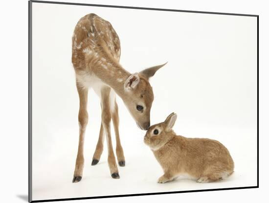 Fallow Deer (Dama Dama) Fawn and Sandy Netherland-Cross Rabbit-Mark Taylor-Mounted Photographic Print