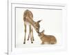 Fallow Deer (Dama Dama) Fawn and Sandy Netherland-Cross Rabbit-Mark Taylor-Framed Photographic Print