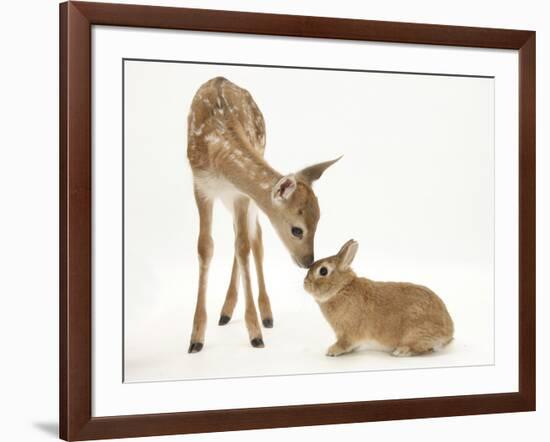 Fallow Deer (Dama Dama) Fawn and Sandy Netherland-Cross Rabbit-Mark Taylor-Framed Photographic Print