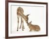 Fallow Deer (Dama Dama) Fawn and Sandy Netherland-Cross Rabbit-Mark Taylor-Framed Photographic Print