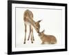 Fallow Deer (Dama Dama) Fawn and Sandy Netherland-Cross Rabbit-Mark Taylor-Framed Photographic Print