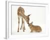 Fallow Deer (Dama Dama) Fawn and Sandy Netherland-Cross Rabbit-Mark Taylor-Framed Photographic Print