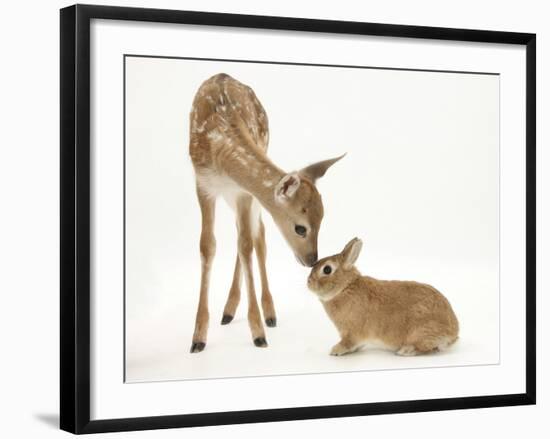 Fallow Deer (Dama Dama) Fawn and Sandy Netherland-Cross Rabbit-Mark Taylor-Framed Photographic Print