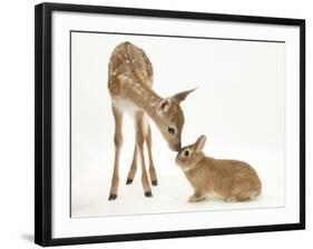 Fallow Deer (Dama Dama) Fawn and Sandy Netherland-Cross Rabbit-Mark Taylor-Framed Photographic Print