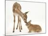 Fallow Deer (Dama Dama) Fawn and Sandy Netherland-Cross Rabbit-Mark Taylor-Mounted Photographic Print