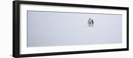 Fallow Deer, Dama Dama, Huddle Together in the Snow-Alex Saberi-Framed Photographic Print