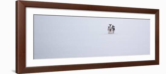 Fallow Deer, Dama Dama, Huddle Together in the Snow-Alex Saberi-Framed Photographic Print