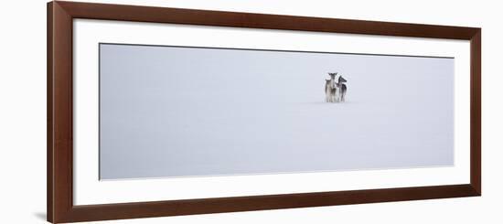 Fallow Deer, Dama Dama, Huddle Together in the Snow-Alex Saberi-Framed Photographic Print