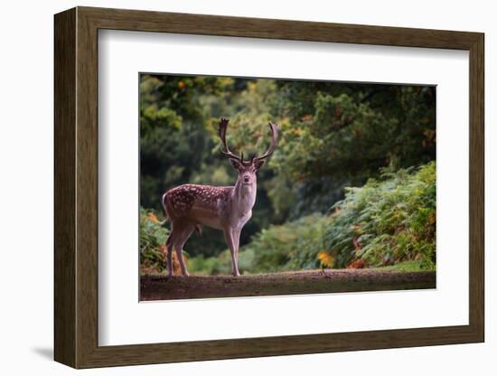 Fallow Deer (Dama Dama) in an Autumnal Forest, Bradgate, England, United Kingdom, Europe-Karen Deakin-Framed Photographic Print