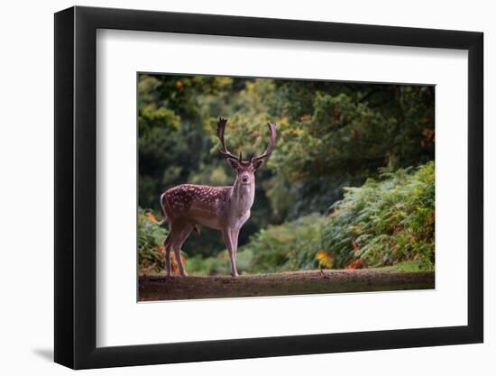 Fallow Deer (Dama Dama) in an Autumnal Forest, Bradgate, England, United Kingdom, Europe-Karen Deakin-Framed Photographic Print
