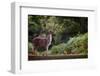 Fallow Deer (Dama Dama) in an Autumnal Forest, Bradgate, England, United Kingdom, Europe-Karen Deakin-Framed Photographic Print